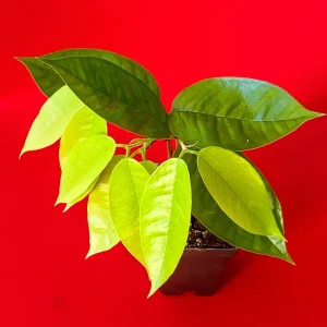 Plinia Edulis Cambuca Seedling Live Plant – 5-9 Inch Tall Potted Fruit Tree - Image 6