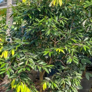 Plinia Edulis Cambuca Seedling Live Plant – 5-9 Inch Tall Potted Fruit Tree - Image 7