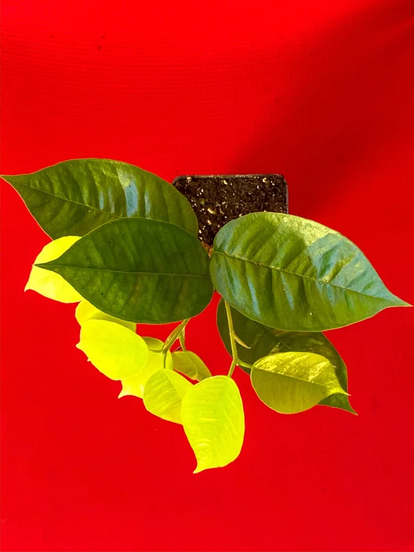 Plinia Edulis Cambuca Seedling Live Plant – 5-9 Inch Tall Potted Fruit Tree - Image 9