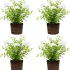 Plumbago Live Plants Set of 4, 4-6'' Tall, Blue Flowers, Outdoor Shrub - Image 1