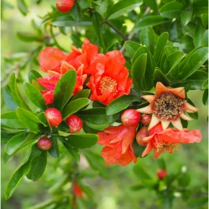 Pomegranate Live Plant – Red Fruit Tree for Outdoor Garden 4-6 Inch Tall - Image 3