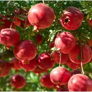 Pomegranate Live Plant – Red Fruit Tree for Outdoor Garden 4-6 Inch Tall - Image 1