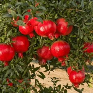 Pomegranate Live Plant – Red Fruit Tree for Outdoor Garden 4-6 Inch Tall - Image 4