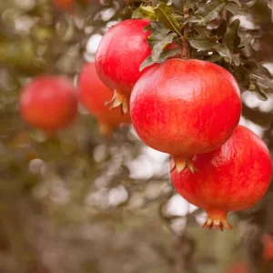 Pomegranate Live Plant – Red Fruit Tree for Outdoor Garden 4-6 Inch Tall - Image 5