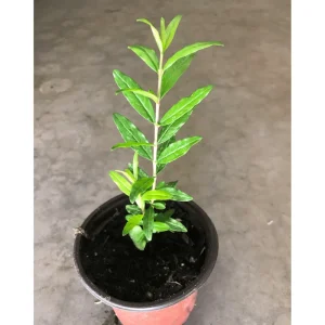 Pomegranate Live Plant – Red Fruit Tree for Outdoor Garden 4-6 Inch Tall - Image 6