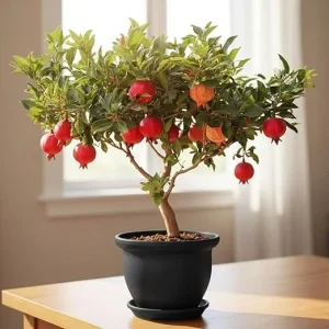 Pomegranate Tree Live Plant, 8-12 Inch Sweet Fruit Bearing, Outdoor - Image 3
