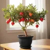 Pomegranate Tree Live Plant, 8-12 Inch Sweet Fruit Bearing, Outdoor - Image 1