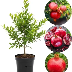 Pomegranate Tree Live Plant, Cold Hardy, 5-7 Inches Tall, 4 Inch Potted - Image 4