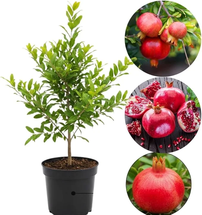 Pomegranate Tree Live Plant, Cold Hardy, 5-7 Inches Tall, 4 Inch Potted - Image 5