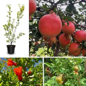 Pomegranate Tree Live Plant - Cold Hardy, 6-8 Inches Tall, All Year Planting - Image 1