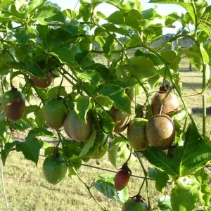Possum Purple Passion Fruit Live Plant - Edible Passiflora Edulis Vine - 4-5 Inches Tall - Image 3