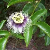 Possum Purple Passion Fruit Live Plant - Edible Passiflora Edulis Vine - 4-5 Inches Tall - Image 1