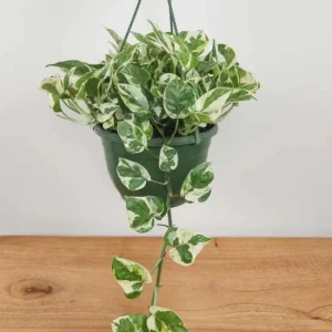 Pothos N'Joy Live Plant - Variegated Houseplant, 3-5 Inches Tall in 4 Inch Pot - Image 3