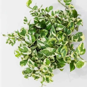 Pothos N'Joy Live Plant - Variegated Houseplant, 3-5 Inches Tall in 4 Inch Pot - Image 6