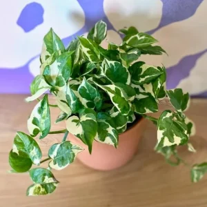 Pothos N'Joy Live Plant - Variegated Houseplant, 3-5 Inches Tall in 4 Inch Pot - Image 7