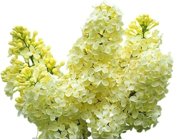 Primrose Lilac Tree 2-3 Ft Tall – Live Plant, Yellow Fragrant Flowers, Outdoor - Image 4