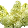 Primrose Lilac Tree 2-3 Ft Tall – Live Plant, Yellow Fragrant Flowers, Outdoor - Image 1