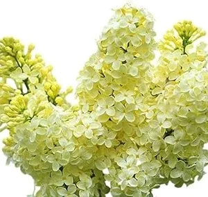 Primrose Lilac Tree 2-3 Ft Tall – Live Plant, Yellow Fragrant Flowers, Outdoor - Image 1