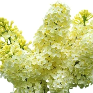 Primrose Lilac Tree 2-3 Ft Tall – Live Plant, Yellow Fragrant Flowers, Outdoor - Image 5
