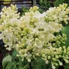 Primrose Yellow Lilac Tree - Rare Fragrant Syringa Live Plant 1-2 Ft Tall Outdoor - Image 1
