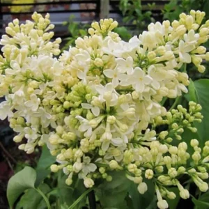 Primrose Yellow Lilac Tree - Rare Fragrant Syringa Live Plant 1-2 Ft Tall Outdoor - Image 5