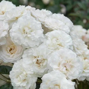 Prosperity White Climbing Rose Plant - Fragrant Double Flowers, 5-7 Inch Tall Starter - Image 2