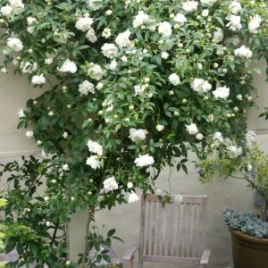 Prosperity White Climbing Rose Plant - Fragrant Double Flowers, 5-7 Inch Tall Starter - Image 3