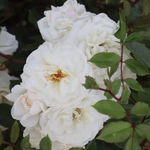 Prosperity White Climbing Rose Plant - Fragrant Double Flowers, 5-7 Inch Tall Starter - Image 4