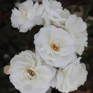Prosperity White Climbing Rose Plant - Fragrant Double Flowers, 5-7 Inch Tall Starter - Image 5