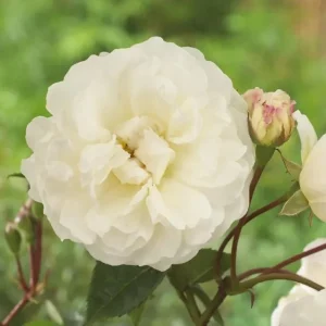 Prosperity White Climbing Rose Plant - Fragrant Double Flowers, 5-7 Inch Tall Starter - Image 6