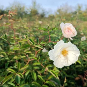 Prosperity White Climbing Rose Plant - Fragrant Double Flowers, 5-7 Inch Tall Starter - Image 7