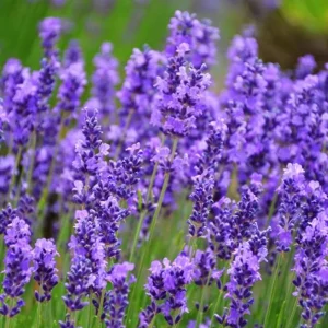 Provence Lavender Live Plant - 2 Plugs, 1-2 Inch Tall, Fragrant Flower, Indoor/Outdoor - Image 3