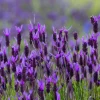 Provence Lavender Live Plant - 2 Plugs, 1-2 Inch Tall, Fragrant Flower, Indoor/Outdoor - Image 1