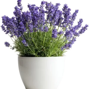 Provence Lavender Live Plants - 2 Pack, 4-8