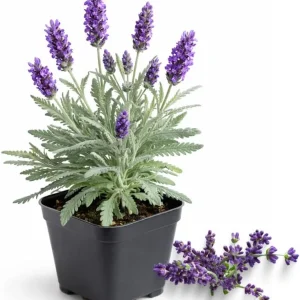 Provence Lavender Live Plants - 2 Pack, 4-8