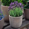 Provence Lavender Live Plants - 2 Pack, 4-8" Bare Root, Fragrant Purple Flowers, Outdoor Herb - Image 1
