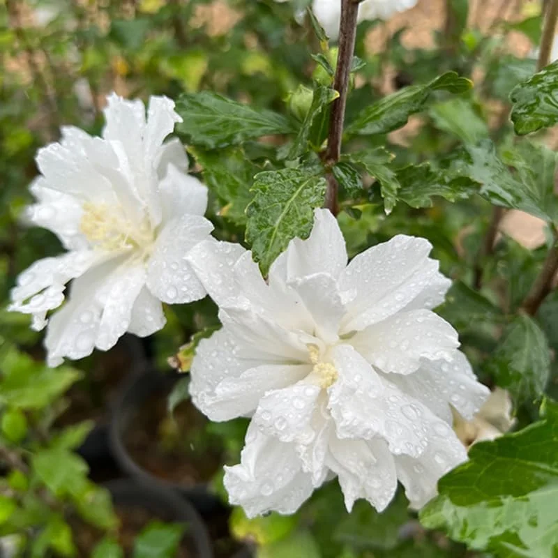 Purple Althea Rose of Sharon Tree Live Plant – Quart Pot Dormant Seedling - Image 3