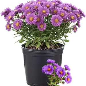 Purple Aster Live Plant – Perennial Flowers, 5-7 Inches Tall, Outdoor - Image 4
