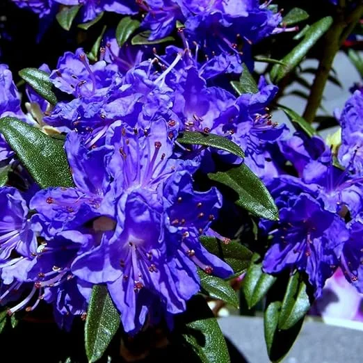 Purple Azalea Live Plant – Outdoor Shrub – 9 Months Old – Vibrant Color - Image 2
