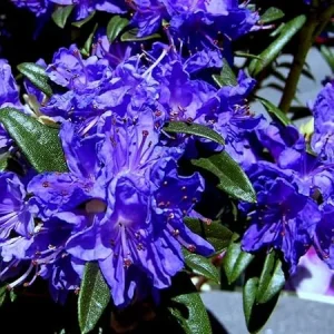 Purple Azalea Live Plant – Outdoor Shrub – 9 Months Old – Vibrant Color - Image 4