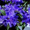 Purple Azalea Live Plant – Outdoor Shrub – 9 Months Old – Vibrant Color - Image 1