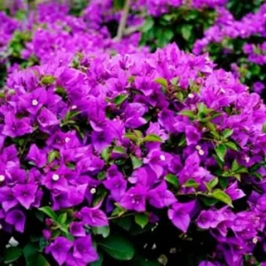 Purple Bougainvillea Live Plant – 2-Pack Vines, 3 to 5 Inch Tall, Full Sun - Image 1