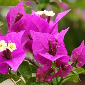 Purple Bougainvillea Live Plant, Perennial Flowering Vine, Rooted Starter 6-8 Inches - Image 7