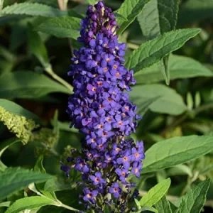 Purple Butterfly Bush Live Plant, Well Rooted 4-7 Inches, Outdoor Shrub - Image 2