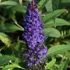 Purple Butterfly Bush Live Plant, Well Rooted 4-7 Inches, Outdoor Shrub - Image 1