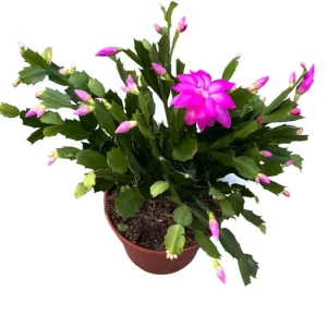 Purple Christmas & Thanksgiving Cactus Live Plant Set - 2 Plants, 4-6 Inch Tall - Image 8
