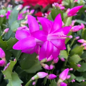 Purple Christmas & Thanksgiving Cactus Live Plant Set - 2 Plants, 4-6 Inch Tall - Image 9