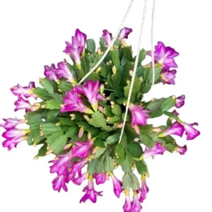 Purple Christmas & Thanksgiving Cactus Live Plant Set - 2 Plants, 4-6 Inch Tall - Image 1