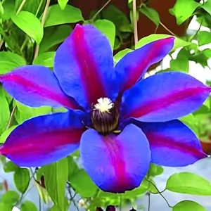 Purple Clematis Vine Live Plant - Fragrant Perennial Flowers in 2.5 Inch Pot - Image 2