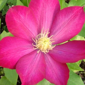 Purple Clematis Vine Live Plant - Perennial Flower Starter Plant in 2.5 Inch Pot - Image 4